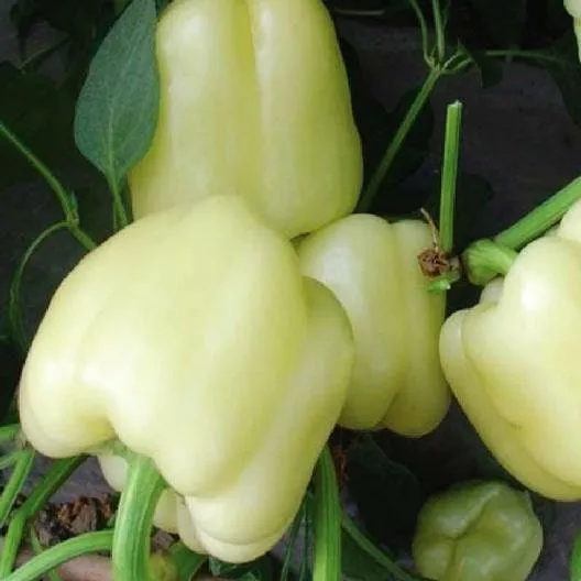 Heirloom Organic White Bell Pepper Seeds