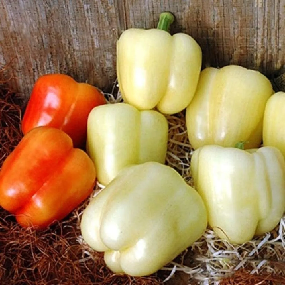 Heirloom Organic White Bell Pepper Seeds